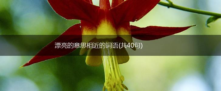 漂亮的意思相近的词语(共40句),第1张