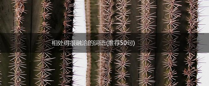 相处得很融洽的词语(推荐50句),第1张