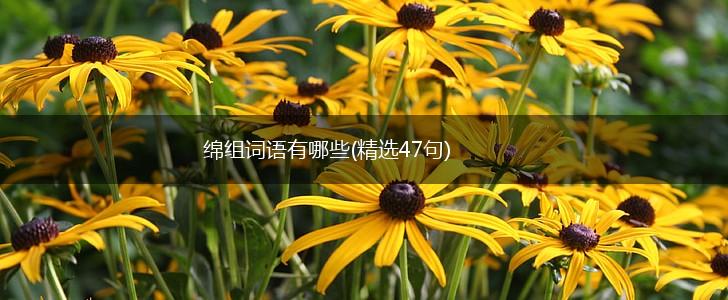 绵组词语有哪些(精选47句),第1张