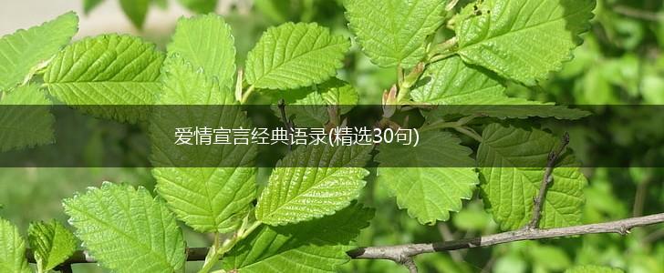 爱情宣言经典语录(精选30句),第1张