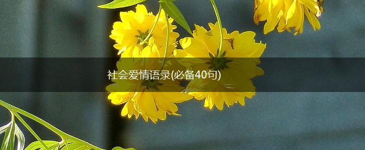 社会爱情语录(必备40句),第1张