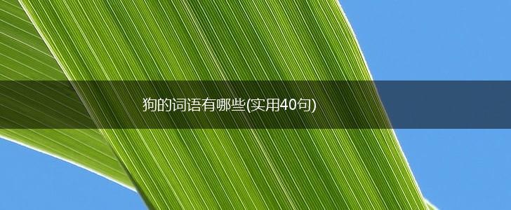 狗的词语有哪些(实用40句),第1张