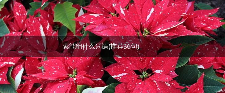 索能组什么词语(推荐36句),第1张