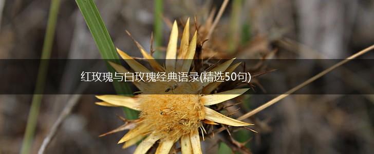 红玫瑰与白玫瑰经典语录(精选50句),第1张