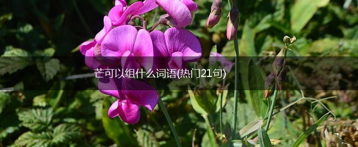 芒可以组什么词语(热门21句),第1张