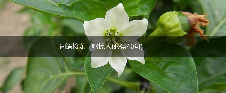 词语接龙一鸣惊人(必备40句),第1张