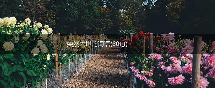 突然去世的词语(80句),第1张