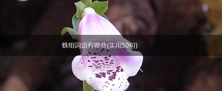 蛛组词语有哪些(实用50句),第1张