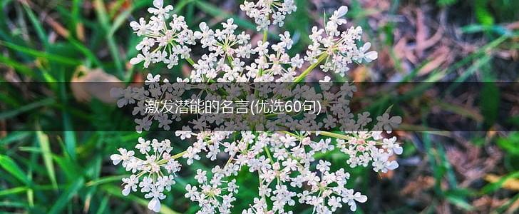 激发潜能的名言(优选60句),第1张 激发潜能的名言(优选60句),第1张