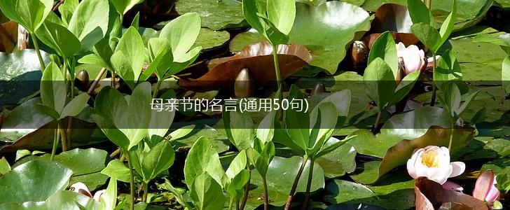 母亲节的名言(通用50句),第1张