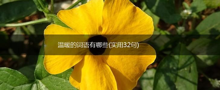 温暖的词语有哪些(实用32句),第1张