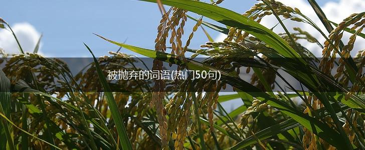 被抛弃的词语(热门50句),第1张