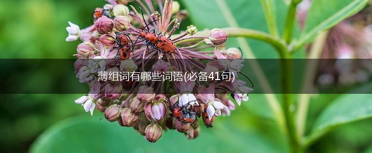 薄组词有哪些词语(必备41句),第1张 薄组词有哪些词语(必备41句),第1张