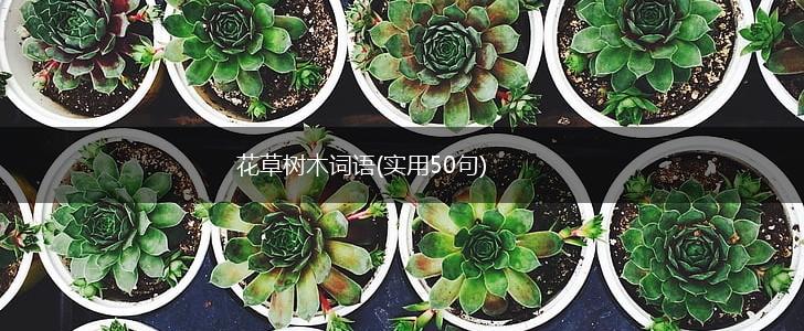 花草树木词语(实用50句),第1张