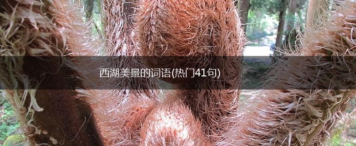 西湖美景的词语(热门41句),第1张