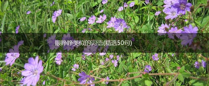 眼睁睁类似的词语(精选50句),第1张 眼睁睁类似的词语(精选50句),第1张