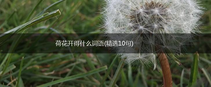 荷花开得什么词语(精选10句),第1张 荷花开得什么词语(精选10句),第1张