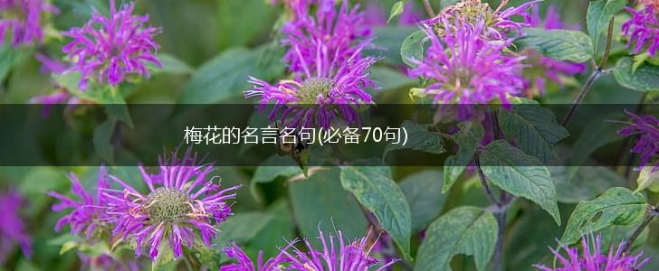 梅花的名言名句(必备70句),第1张 梅花的名言名句(必备70句),第1张