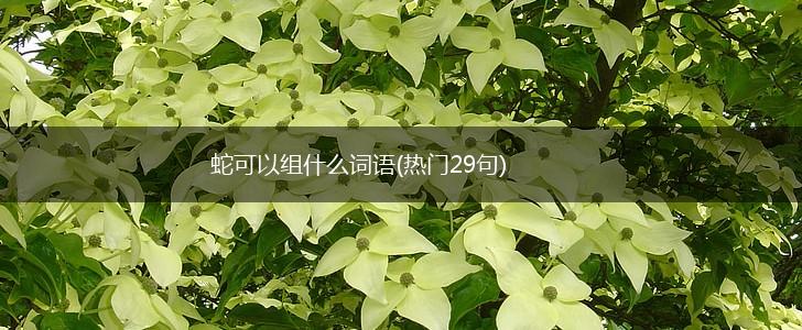 蛇可以组什么词语(热门29句),第1张