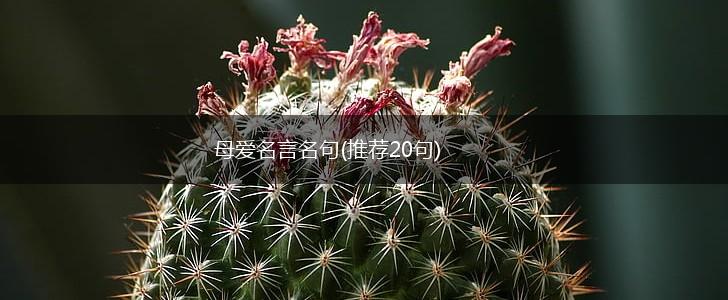 母爱名言名句(推荐20句),第1张 母爱名言名句(推荐20句),第1张