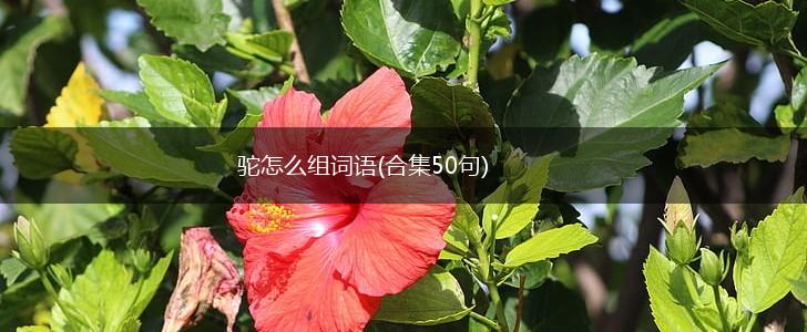 驼怎么组词语(合集50句),第1张