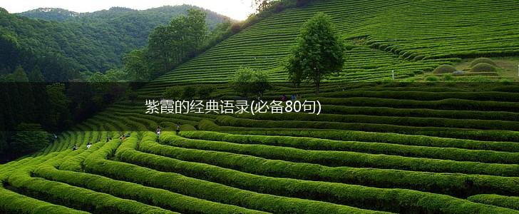 紫霞的经典语录(必备80句),第1张