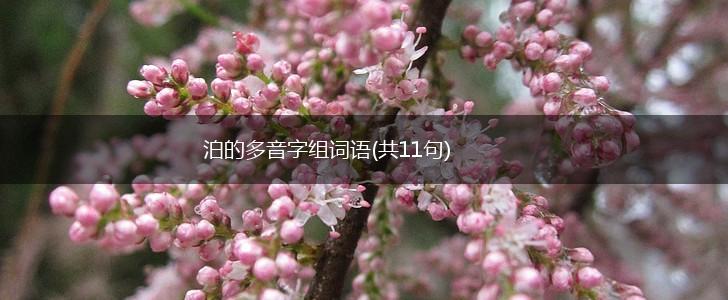 泊的多音字组词语(共11句),第1张