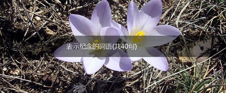 表示纪念的词语(共40句),第1张