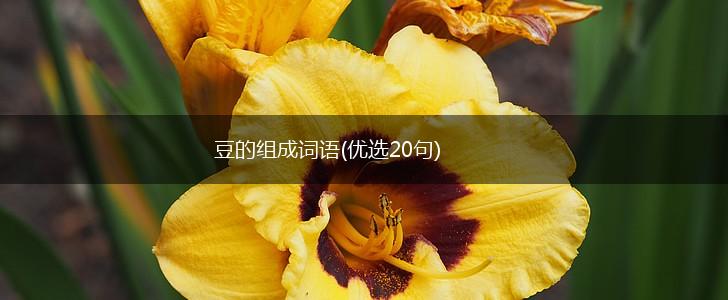 豆的组成词语(优选20句),第1张