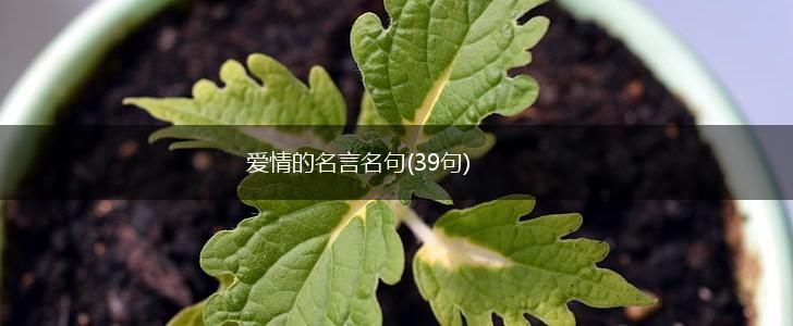 爱情的名言名句(39句),第1张 爱情的名言名句(39句),第1张