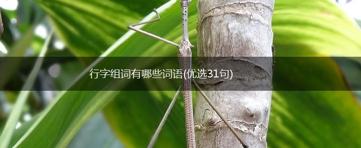 行字组词有哪些词语(优选31句),第1张