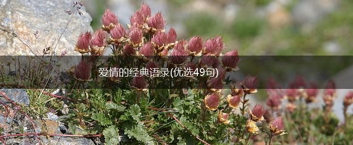 爱情的经典语录(优选49句),第1张