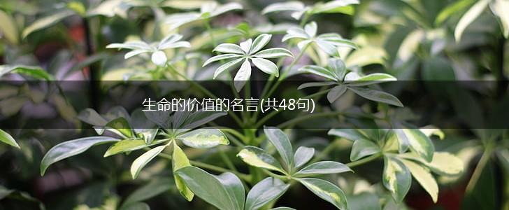 生命的价值的名言(共48句),第1张