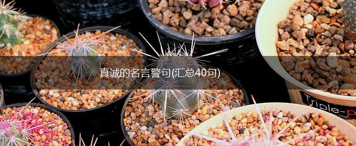 真诚的名言警句(汇总40句),第1张 真诚的名言警句(汇总40句),第1张