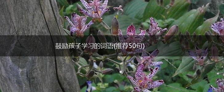 鼓励孩子学习的词语(推荐50句),第1张