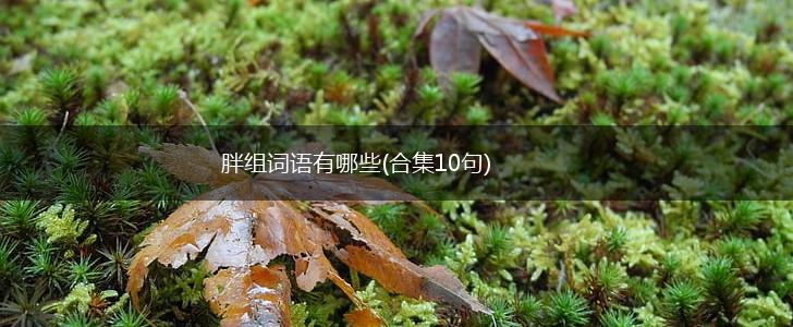 胖组词语有哪些(合集10句),第1张 胖组词语有哪些(合集10句),第1张