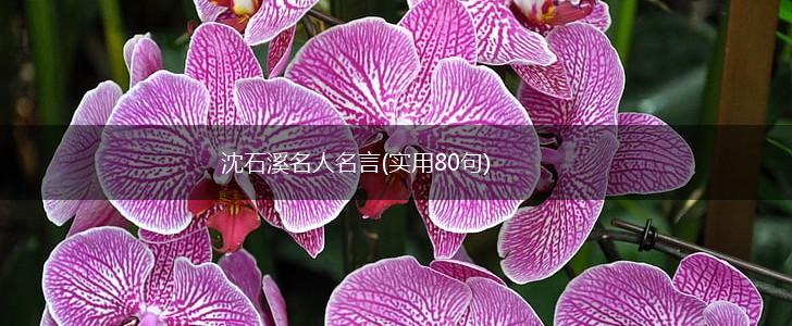 沈石溪名人名言(实用80句),第1张