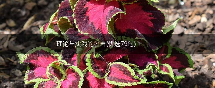 理论与实践的名言(优选79句),第1张