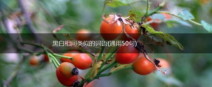 黑白相间类似的词语(通用50句),第1张
