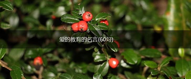 爱的教育的名言(60句),第1张 爱的教育的名言(60句),第1张