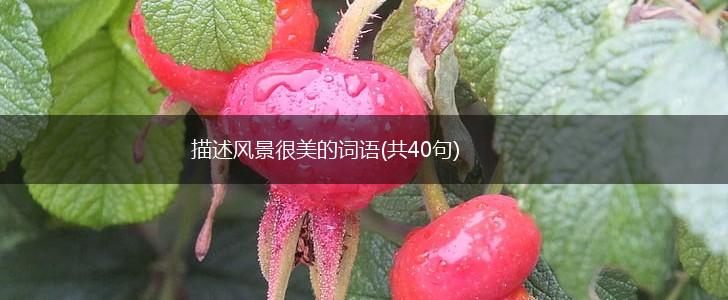 描述风景很美的词语(共40句),第1张