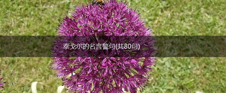 泰戈尔的名言警句(共80句),第1张