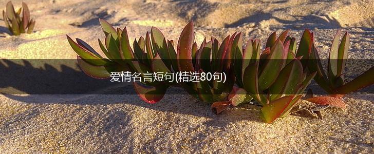 爱情名言短句(精选80句),第1张