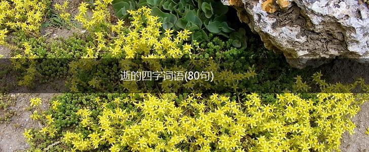 逝的四字词语(80句),第1张