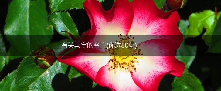 有关写字的名言(优选80句),第1张