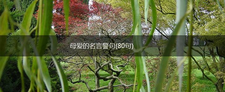 母爱的名言警句(80句),第1张