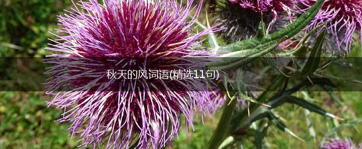 秋天的风词语(精选11句),第1张 秋天的风词语(精选11句),第1张