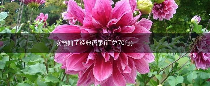 紫霞仙子经典语录(汇总70句),第1张