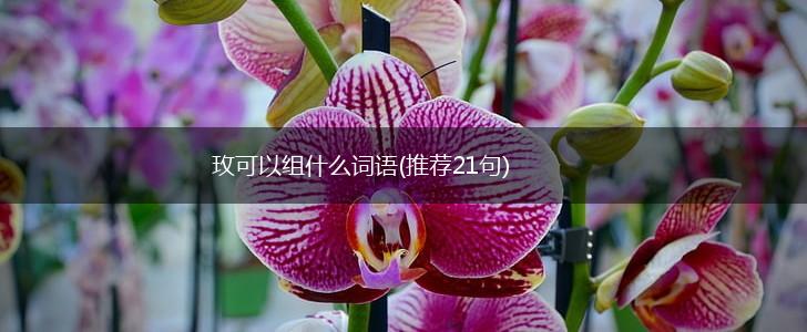 玫可以组什么词语(推荐21句),第1张