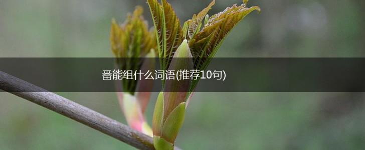番能组什么词语(推荐10句),第1张